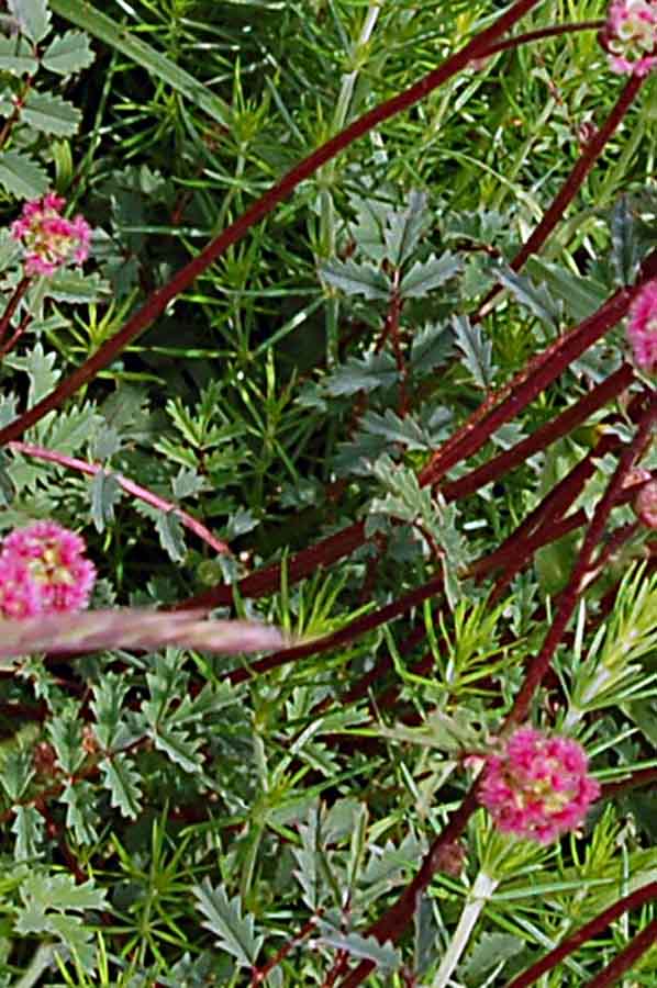 Fiore rosso Summano da id. - Sanguisorba sp.